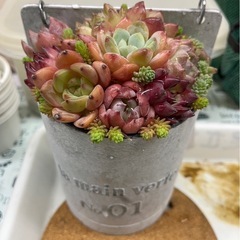 🌿🪴多肉植物好きな方、興味がある方、詳しい方など交流しまし…