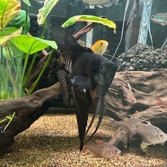 熱帯魚エンゼル二匹の画像
