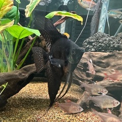 熱帯魚エンゼル二匹の画像