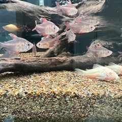 熱帯魚テトラ。20以上。の画像