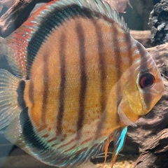 熱帯魚ディスカスワイルド2匹の画像