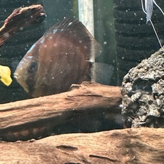 熱帯魚ディスカスワイルド2匹の画像