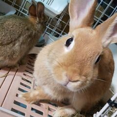 可愛いがって下さる方お願いしますミニウサギ(オレンジ)       
