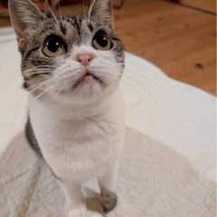 エキゾ系キジ白　ステラちゃん　女の子