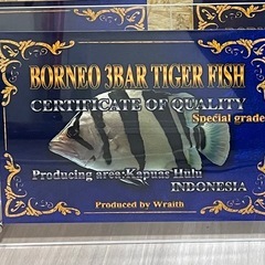 生体セット　ダトニオ　リアルバンド の画像