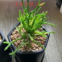 サボテン　4点セットの画像