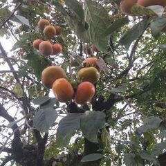 家庭用 訳あり 次郎柿 ４kg の画像