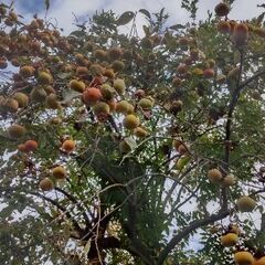 家庭用 訳あり 次郎柿 ４kg の画像