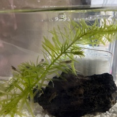 赤ちゃんザリガニ  ⑤ 稚ザリガニ ザリガニの画像