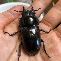 ボトル入り　YGSRオオクワの幼虫6匹の画像
