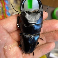 ボトル入り　YGSRオオクワの幼虫6匹の画像