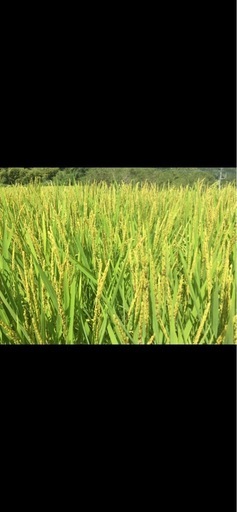 ?新米?　夢つくし　?令和7度産?