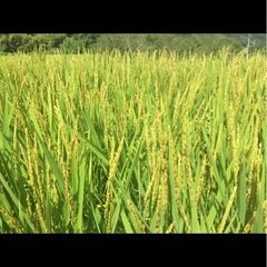 🌾新米🌾　夢つくし　🌾令和7度産🌾の画像