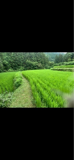 ?新米?　夢つくし　?令和7度産?