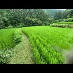 🌾新米🌾　夢つくし　🌾令和7度産🌾の画像