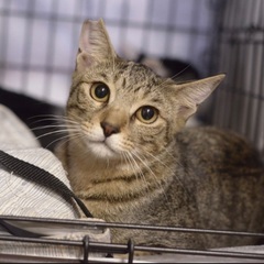 キジトラ　子猫　人なれ抜群！兄妹もいます