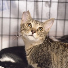 キジトラ　子猫　女の子　抱っこOK