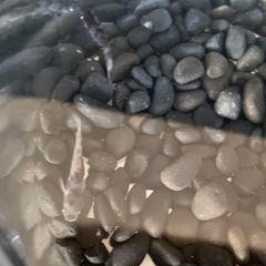 メダカ無人販売
の画像