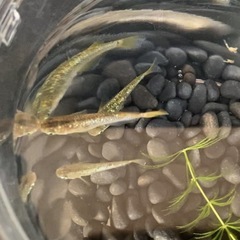 メダカ無人販売
の画像
