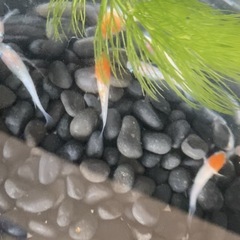 メダカ無人販売
の画像