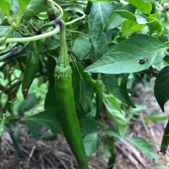 [連休限定]無農薬　野菜セット　採れたて　202510111の画像