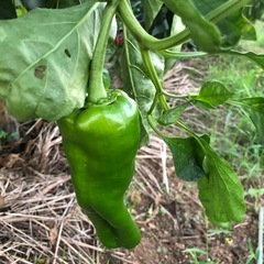 [連休限定]無農薬　野菜セット　採れたて　202510111の画像