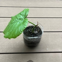 ウンベラータ　挿し木の画像
