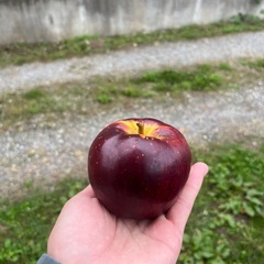 信州高山村産　秋映の画像
