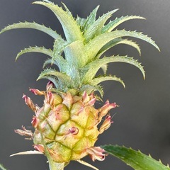 パイナップル🍍の画像