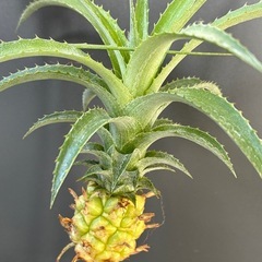 パイナップル🍍の画像