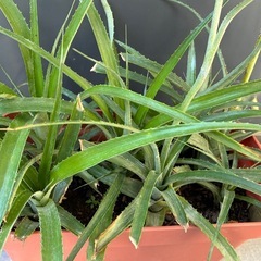 パイナップル🍍の画像