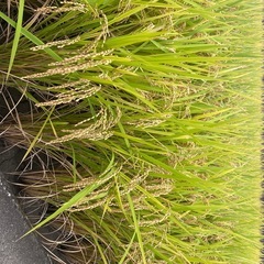 新米！個人農業コシヒカリ
の画像