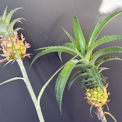 観賞用パイナップルの株分けしたもの🍍の画像