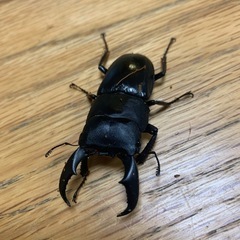 クワガタペア4種セットの画像
