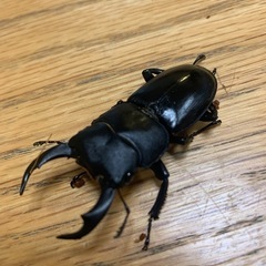 クワガタペア4種セットの画像
