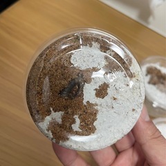 ニジイロクワガタ（超グリーンピカール）幼虫6頭の画像