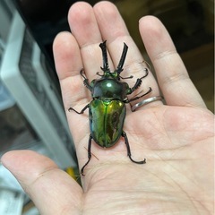 ニジイロクワガタ（超グリーンピカール）幼虫6頭の画像