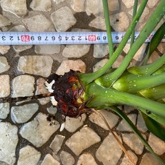 ユッカ　アロイフォリア　　の画像