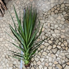 ユッカ　アロイフォリア　　の画像