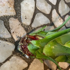 ユッカ　アロイフォリアの画像