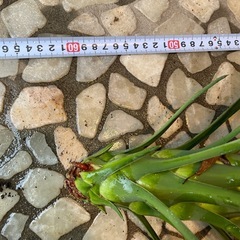 ユッカ　アロイフォリアの画像