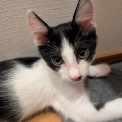 堕胎手術直前に救った小さいを救ってください！、生後4ヶ月。男の子...