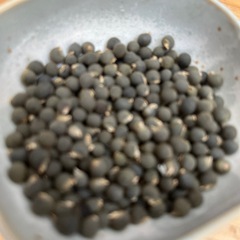 家庭菜園 超簡単 オクラの種 20粒の画像