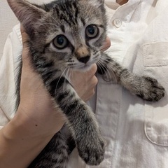 ①堕胎手術直前に救った小さいを救ってください！、生後4ヶ月キジト...