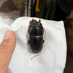 スマトラオオヒラタ（ハーキュリー血統）ペア②の画像