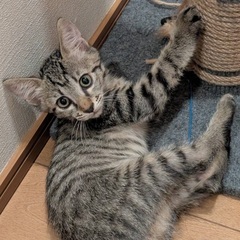 ②堕胎手術直前に救った小さいを救ってください！、生後4ヶ月キジト...