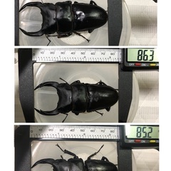 【10月15日まで】能勢YG血統 国産オオクワガタ 初令〜2令幼虫 4頭 （♂87.3㎜×♀50.1㎜ が1頭、♂86.3㎜×♀51.7㎜が2頭 、♂85.2㎜×♀52.1㎜が1頭）120cc菌糸プリンカップ入の画像