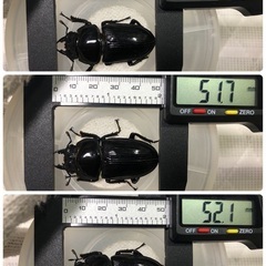【10月15日まで】能勢YG血統 国産オオクワガタ 初令〜2令幼虫 4頭 （♂87.3㎜×♀50.1㎜ が1頭、♂86.3㎜×♀51.7㎜が2頭 、♂85.2㎜×♀52.1㎜が1頭）120cc菌糸プリンカップ入の画像