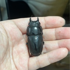 スマトラヒラタ（ハーキュリー血統）ペア③の画像