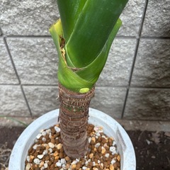 観葉植物　クワズイモＡの画像